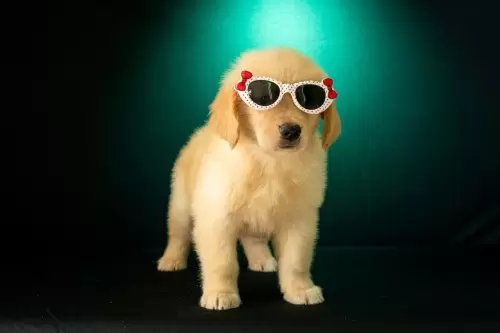 Nossos Filhotes