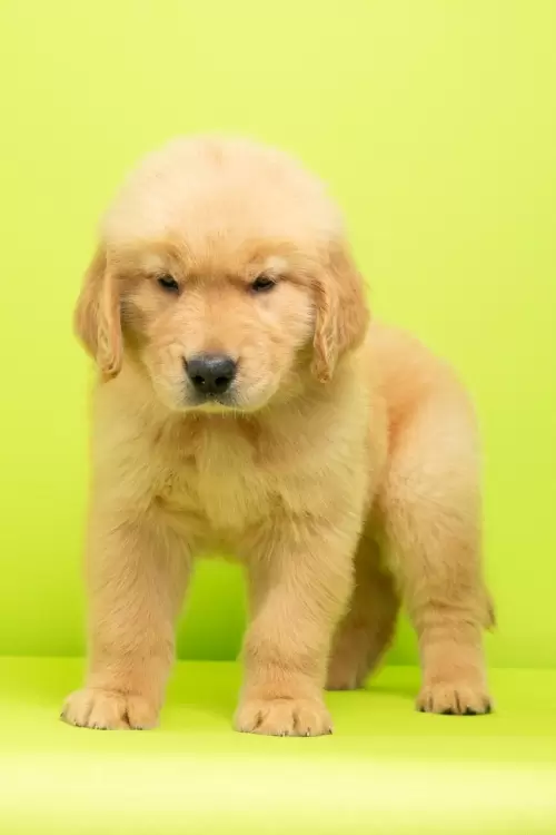 Nossos Filhotes